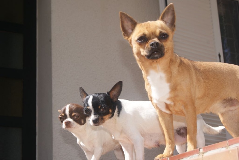 Une vie de chihuahua...