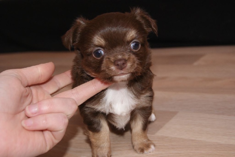 De L'Opale De Feu - Chihuahua - Portée née le 14/03/2015